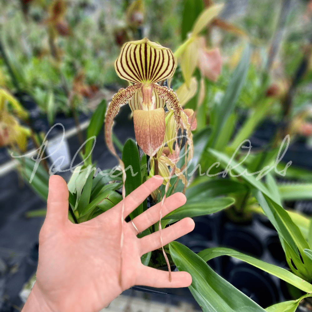 Paph. rothschildianum x Yang-Ji Hawk — Palmer Orchids